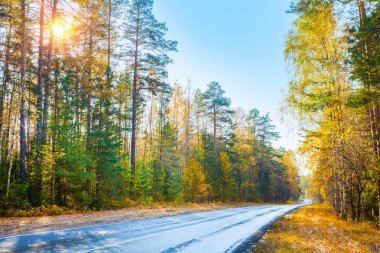 Parktaki sonbahar ormanından geçen yol.