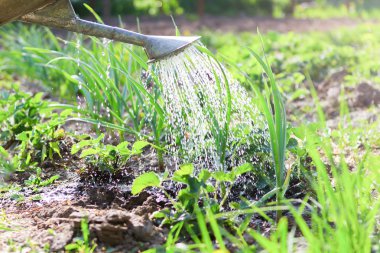 Bahçedeki çiçekleri sulamak kırsaldaki konserve kutularını sulamak.