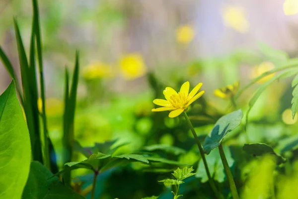 早春の森の中の花や植物の開花 — ストック写真