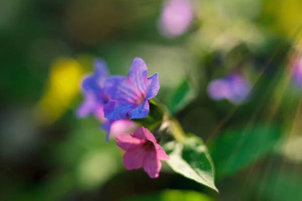 Floração de flores e plantas na floresta no início da manhã de primavera — Fotografia de Stock