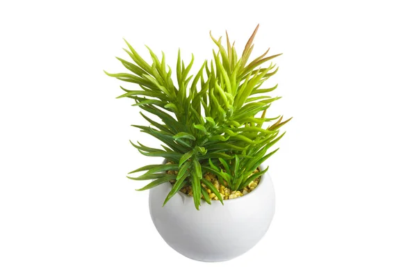Planta verde em um pote branco em um fundo claro . — Fotografia de Stock
