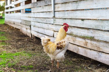 Köyün horozu çitin yanındaki köyün çimlerinde.