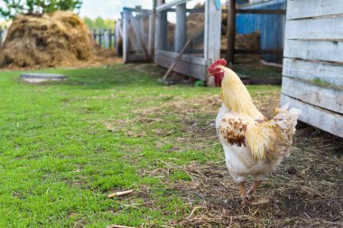Köyün horozu çitin yanındaki köyün çimlerinde.