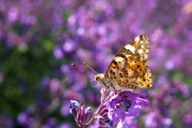 Çiçekte kelebek, güneşli bir günde sabah nektar içiyor.