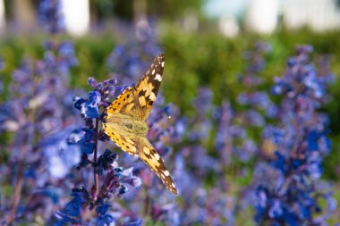 Çiçekte kelebek, güneşli bir günde sabah nektar içiyor.