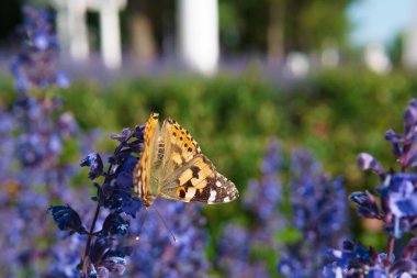 Çiçekte kelebek, güneşli bir günde sabah nektar içiyor.