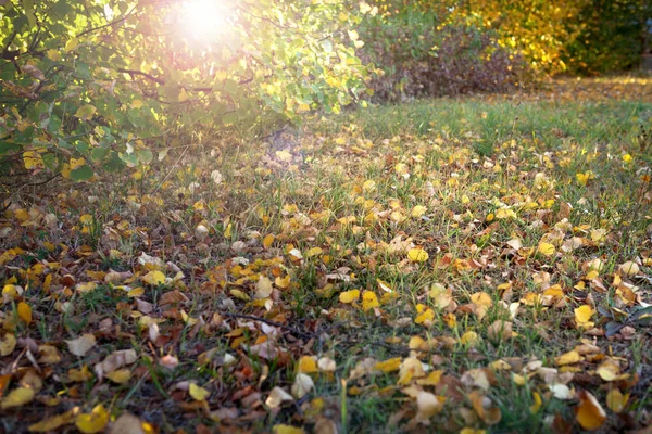 Outono folhas amarelas e vermelhas na grama ao sol. O sol brilha através dos galhos da árvore . — Fotografia de Stock