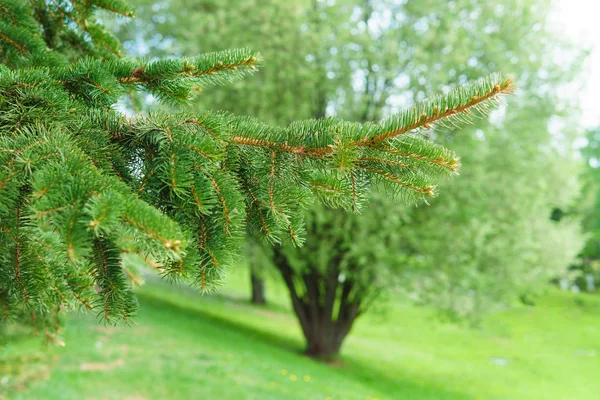 Drzewa iglaste w parku w przyrodzie, projekt tła. — Zdjęcie stockowe