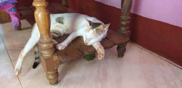 Eine weiße Katze schläft auf einem Holztisch — Stockfoto