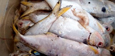 Pazar yerinde bir kutuya konmuş beyaz balıklar.