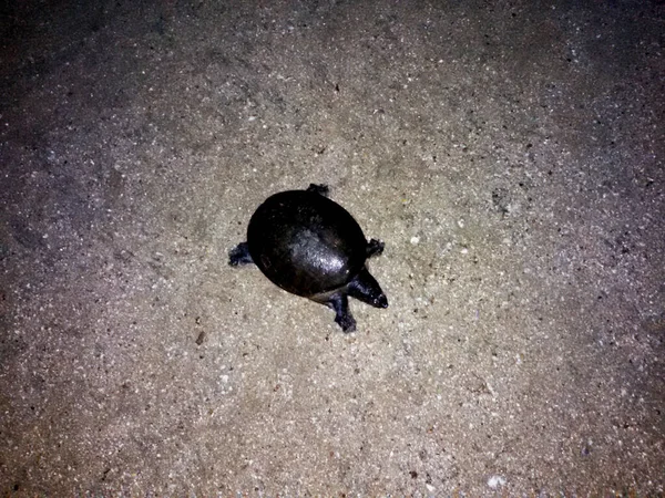 Listopad 2014, Mały żółw czołgający się po brzegu, Mumbaj, Indie, Mały żółw czołgający się nocą po plaży, Mumbaj, Indie. — Zdjęcie stockowe