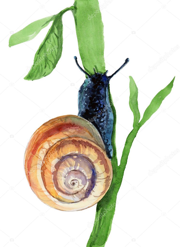 lwatercolor snail on white background