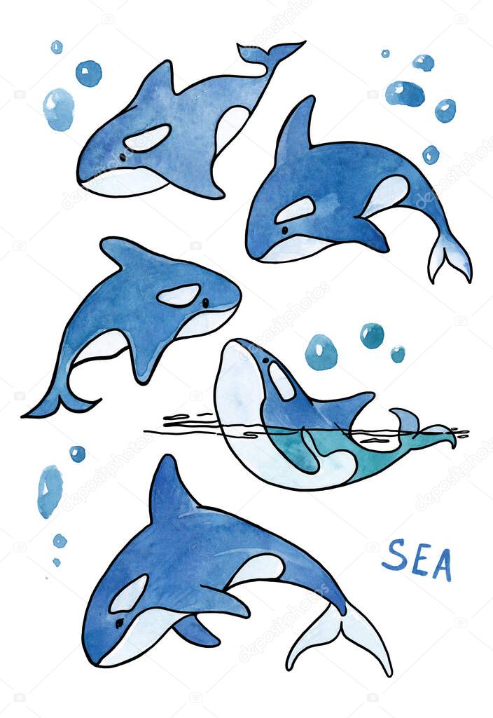 watercolor killer whale set on white background