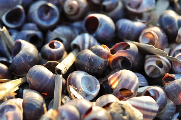 Close-up de conchas de rio de cor roxo-branco. Algumas conchas quebraram lados . — Fotografia de Stock