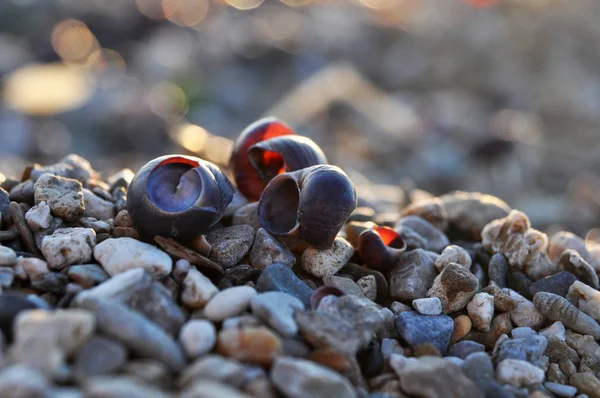 Close-up of river shells of purple color,which lie on beach on stones.