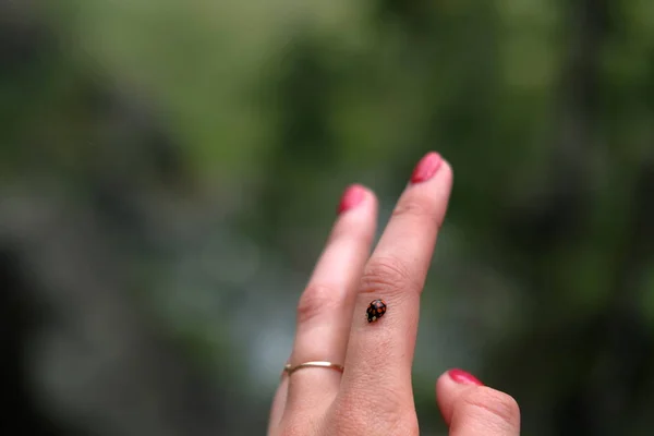 Κοντινό φύλλο θηλυκού χεριού με κόκκινα νύχια στο οποίο κάθεται μια πασχαλίτσα — Φωτογραφία Αρχείου