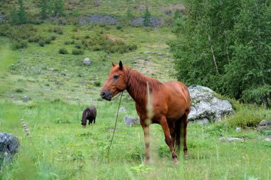 İki at: yeşil otlarla dağ yamacında siyah ve kahverengi otlak. Altay.
