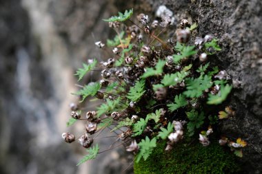 Büyük bir taş üzerinde yetişen küçük beyaz ve kahverengi çiçekler. Altay'ın Doğası.