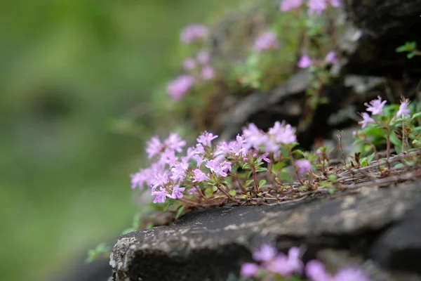 Kıvırcık sapları ve büyük bir taş üzerinde yetişen küçük yaprakları ile küçük pembe çiçekler — Stok fotoğraf