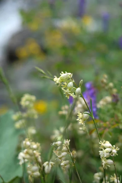 Kleine weiße Blüten an einem hohen Stiel, die an Glocken erinnern, gegen andere Blüten. — Stockfoto