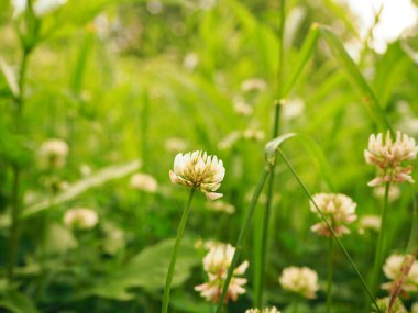 Beyaz yonca çiçeğinin yeşil bir arka planda, türünün diğer türleri arasında yakın plan fotoğrafı. Yeşil çayır yaz çiçekleri. Rusya 'dan Flora. İnce saplar.