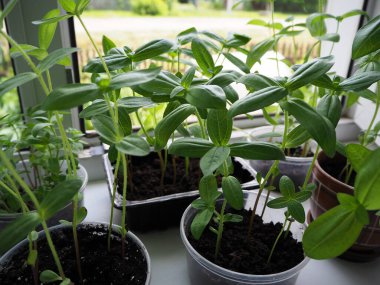 Pencere eşiğinde fidanlar yetişiyor. Özel bir şeffaf konteynırda topraktan çıkan birkaç filiz. Bahçeye inmeden önce yeni bir hayat. Çiçek evde. Zinnia filizleri