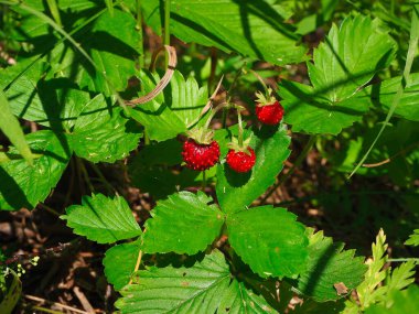 Güneşli bir arazide düşük oranda yabani çilek. Küçük, tam zamanlı, olgun, mis kokulu kırmızı böğürtlen. Ormanda yetişen yeşil halı. Rusya 'nın doğası.