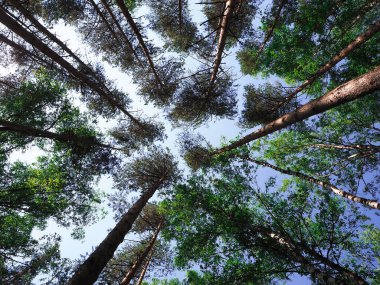 Birbirine bağlı kürklü taç ve ağaçların uzun gövdeleri gökyüzüne karşı. Karışık, sabah ormanı, renkli arka plan.