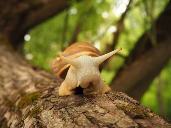 Achatina Csiga Antennaszemekkel Egy Mohával Borított Fán Csiga Oldalra Hajtotta — Stock Fotó