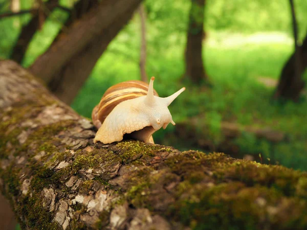 Achatina Snail Sits Moss Covered Tree Greenery Snail Has Risen — Stock Photo, Image