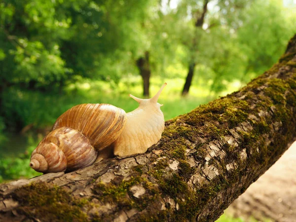 Achatina Csiga Antennaszemekkel Egy Mohával Borított Fán Előre Tekint Visszanézni — Stock Fotó