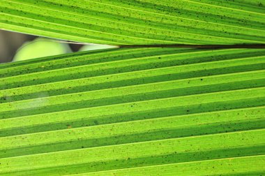 Genç hindistan cevizi palmiye fide yaprakları üzerinde siluet yakın çekim