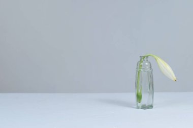 Crinum zambağı cam kavanozlarda, beyaz masada, gri renkte izole edilmiş.
