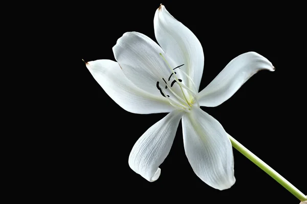 Crinum lily on the black — Stock Photo, Image