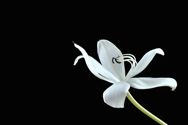 Crinum lily on the black — Stock Photo, Image