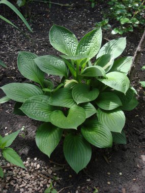 Yeşil hosta (Hosta lancifolia) yaz bahçesinde bırakır. Yeşil yaşam kavramı