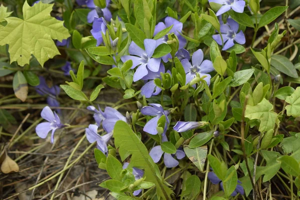 Primavera flores alfombradas perennes, perifollo con delicadas flores azules y hermosas hojas, fondo verde y floral en primavera — Foto de Stock