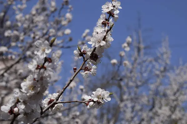 Primavera florescendo sakura cereja flores ramo — Fotografia de Stock