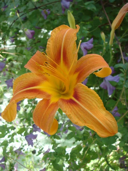 Jasně oranžové lilie květy ve slunné zahradě, měkké selektivní zaměření. Plný květ sytě oranžové asijské lilie v letní květinové zahradě. Jasně oranžové a zelené krásné asijské makro — Stock fotografie