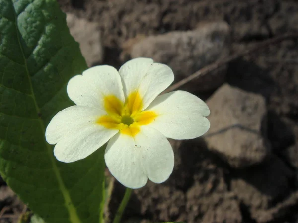 정원의 돌에 야생 흰색 앵초 (primula vulgaris) — 스톡 사진