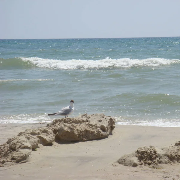 Błękitne niebo piaszczysta plaża, błękitne morze i Seagull. — Zdjęcie stockowe