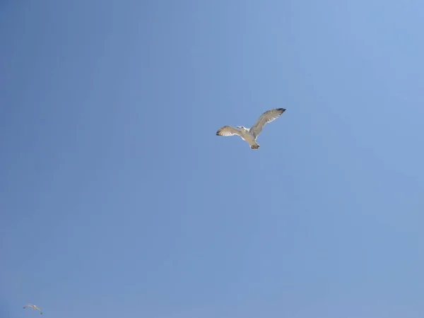 Cielo azul y gaviota, vuelo de gaviota, gaviota salvaje, ave marina —  Fotos de Stock