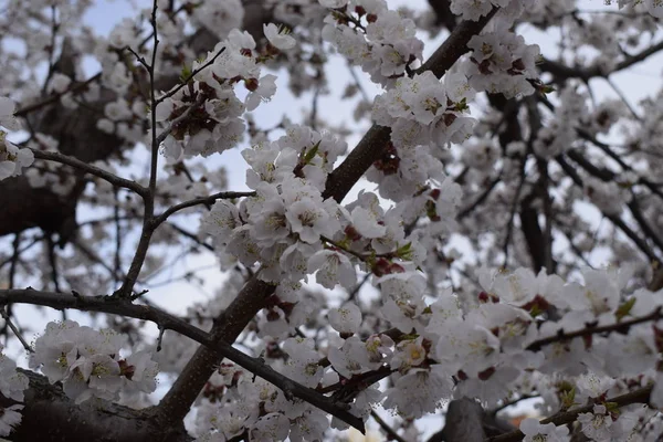 Primavera florescendo sakura cereja flores ramo — Fotografia de Stock