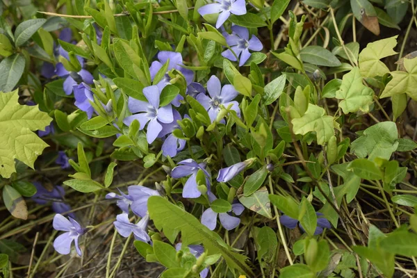 Primavera flores alcatifadas perenes, periwinkle com delicadas flores azuis e belas folhas, fundo verde e floral na primavera — Fotografia de Stock