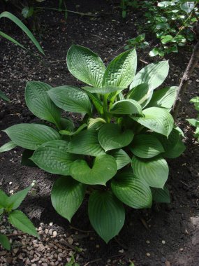 Yeşil hosta (Hosta lancifolia) yaz bahçesinde bırakır. Yeşil yaşam kavramı