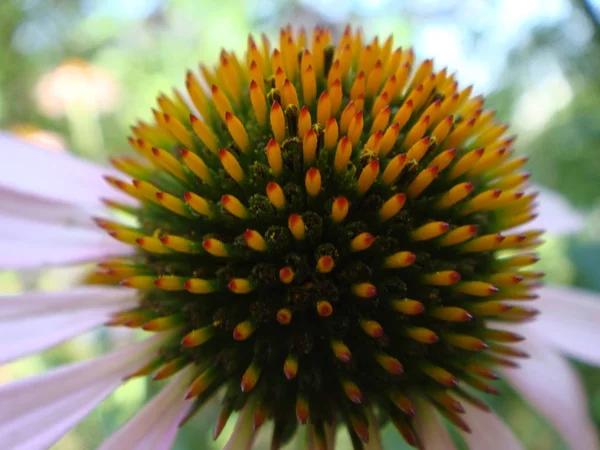 Květinka na měkkém barvitým pozadí. Květináč růžový v zahradě. Bylinná rostlina. Echinacea purpurea — Stock fotografie