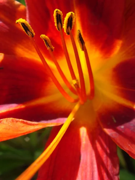 Closeup of a big red tiger lily in the garden summer. Bright red beautiful asiatic macro. Red lily background, soft selective focus. Full blooming of deep red lily in summer flower garden.