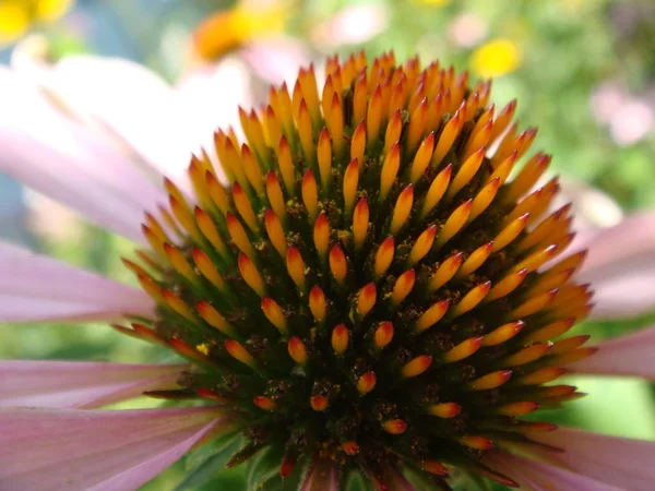 Echinacea kwiat przed miękkim kolorowym tle bokeh. Różowy kwiat Echinacea w ogrodzie. Roślina ziołowa. Echinacea purpurea — Zdjęcie stockowe