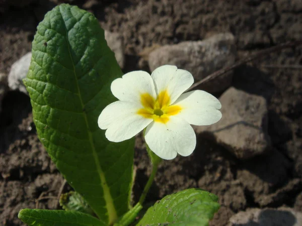 Дикая белая примула (primula vulgaris) на камнях в саду — стоковое фото