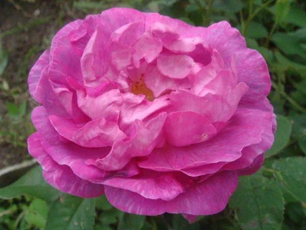 Zbliżenie piękna różowa Róża w ogrodzie. — Zdjęcie stockowe